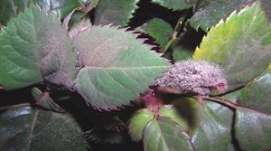 Botrytis - credit: Flickr/ Svetlana Lisova (CC by S.A 2.0)